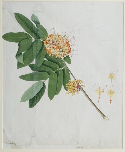 Moringa oleifera, also called horse-radish tree, or drumstick tree by Anna Maria Jones